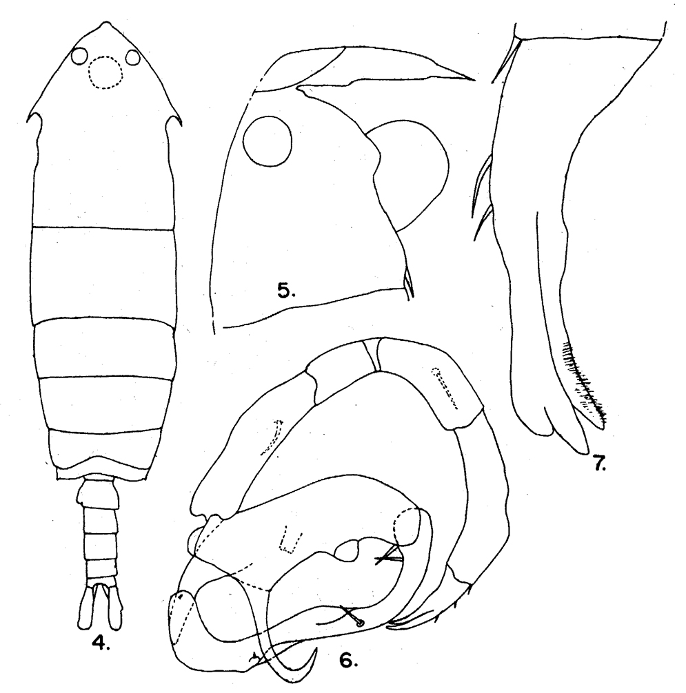 Species Pontella tenuiremis - Plate 6 of morphological figures