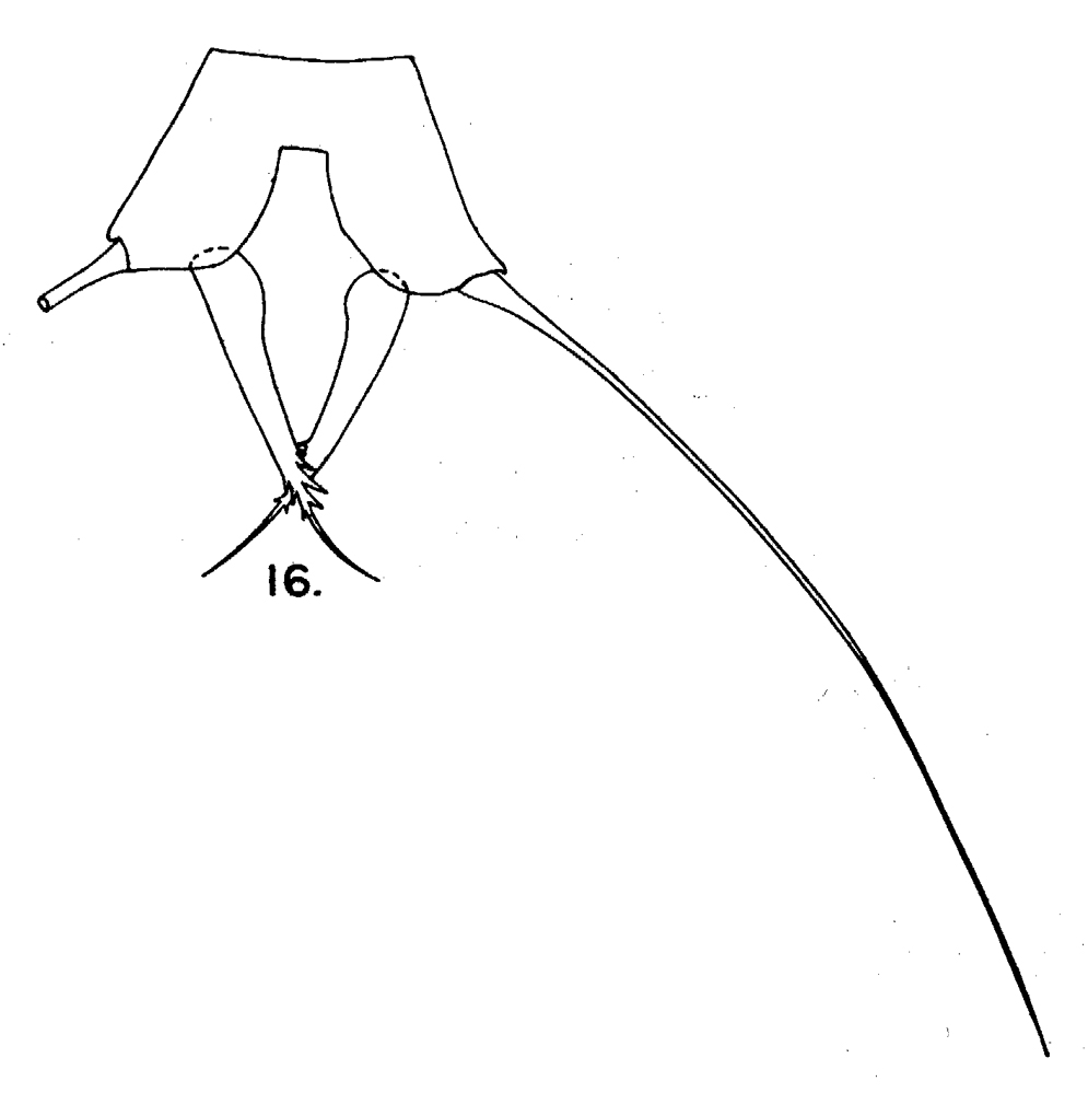 Espèce Acartia (Acartia) danae - Planche 12 de figures morphologiques