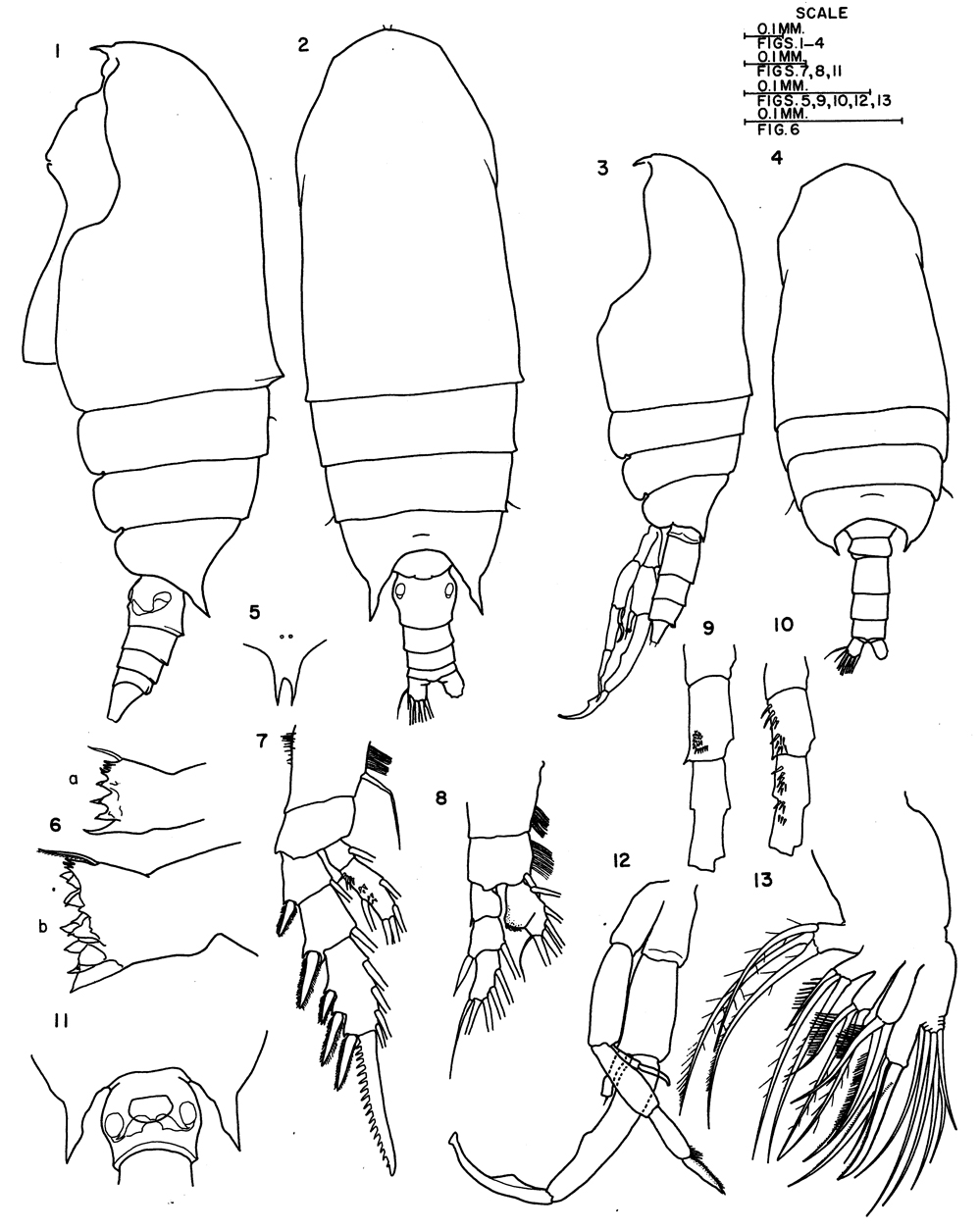 Species Bradyidius arnoldi - Plate 1 of morphological figures