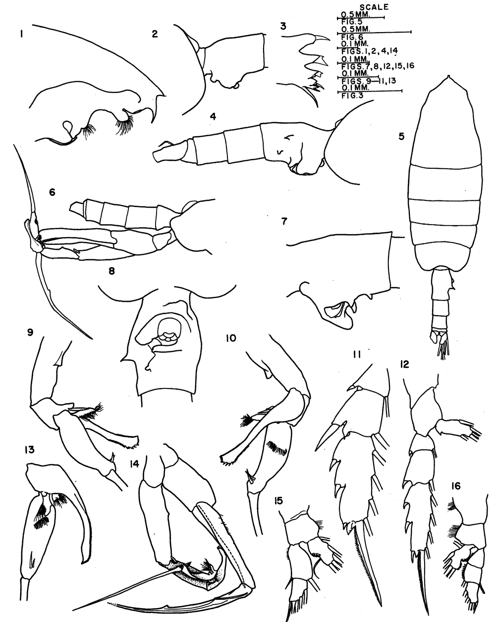 Species Euchaeta paraconcinna - Plate 3 of morphological figures