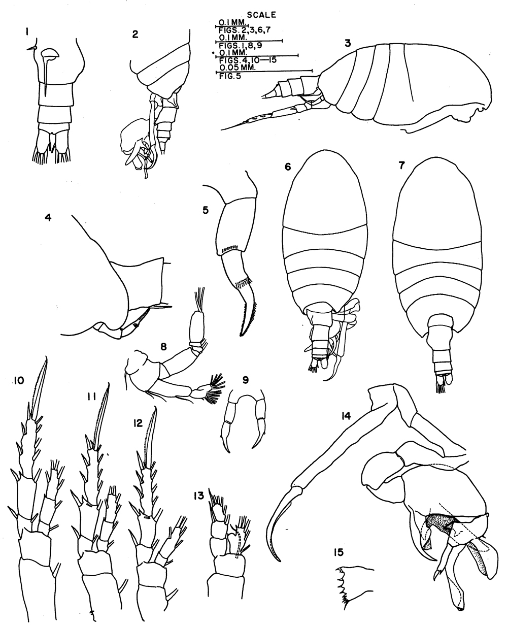 Species Stephos deichmannae - Plate 1 of morphological figures