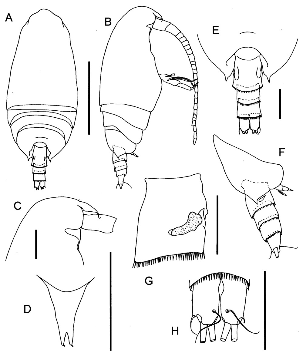 Espce Ranthaxus vermiformis - Planche 1 de figures morphologiques