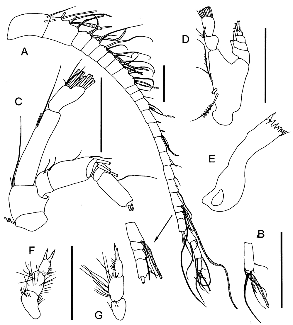 Espce Ranthaxus vermiformis - Planche 2 de figures morphologiques