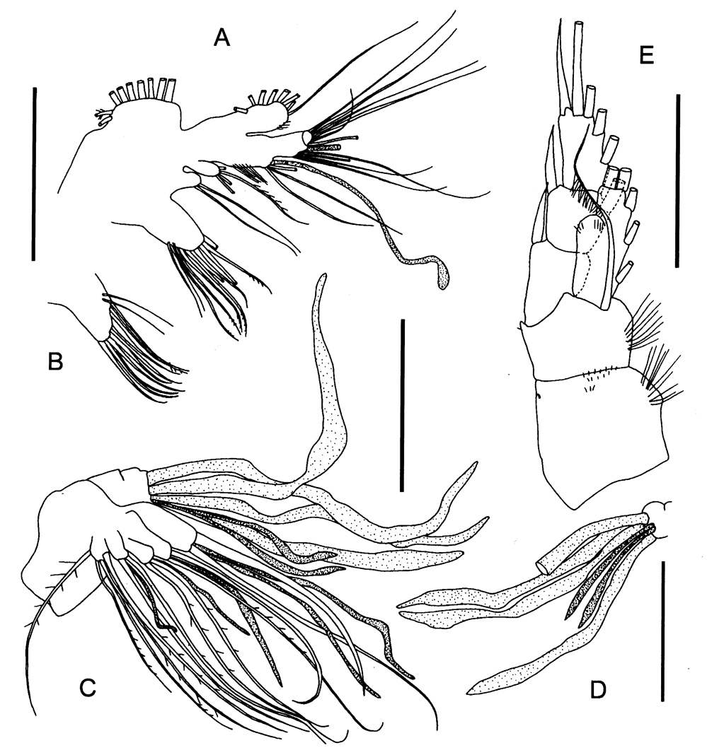 Espce Ranthaxus vermiformis - Planche 3 de figures morphologiques