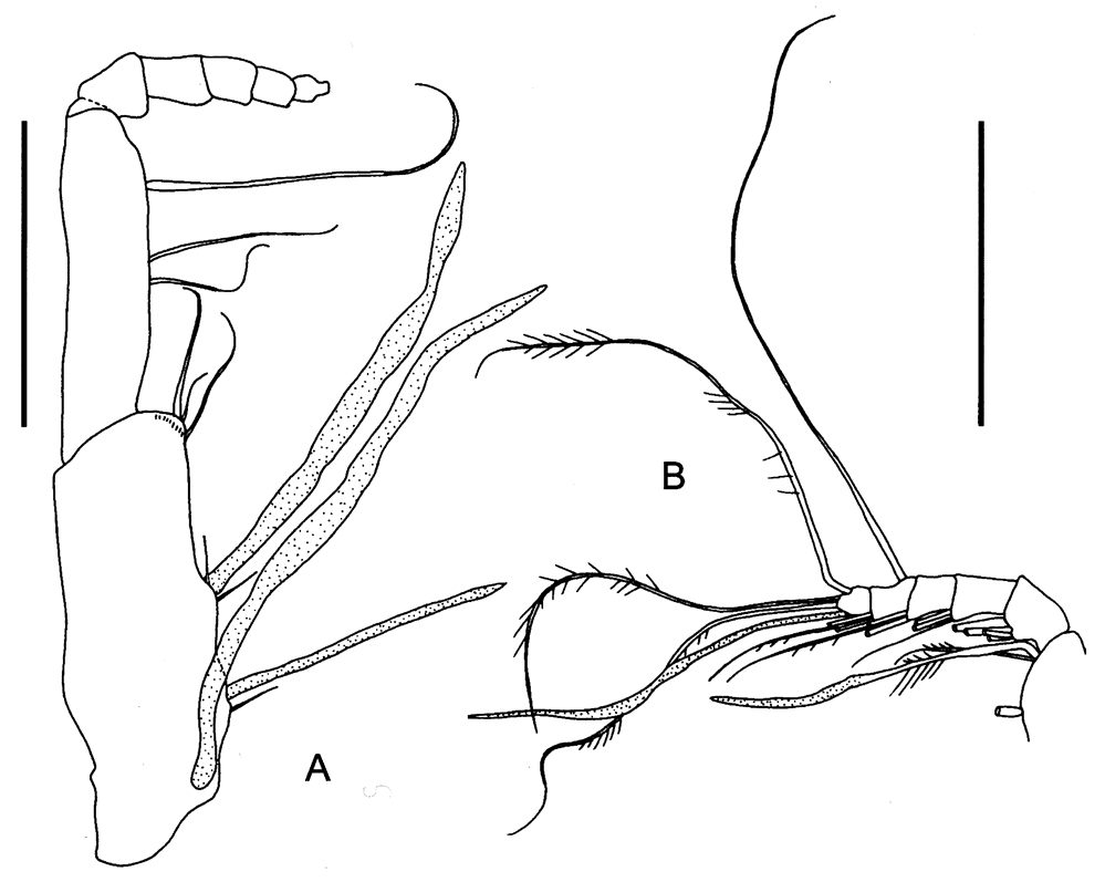 Espce Ranthaxus vermiformis - Planche 4 de figures morphologiques