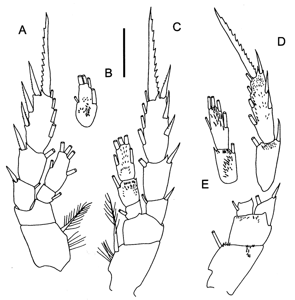 Espce Ranthaxus vermiformis - Planche 5 de figures morphologiques