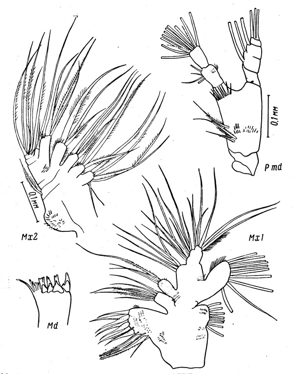 Species Spinocalanus horridus - Plate 2 of morphological figures