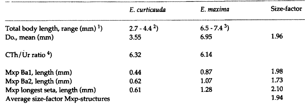 Espce Euchirella curticauda - Planche 16 de figures morphologiques