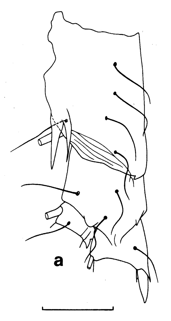 Espèce Euchirella messinensis - Planche 20 de figures morphologiques