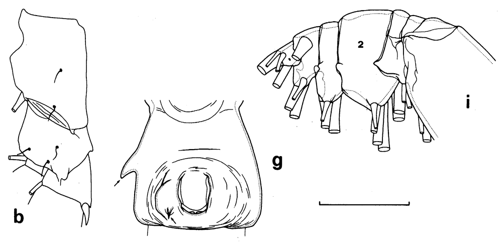 Species Undeuchaeta incisa - Plate 20 of morphological figures