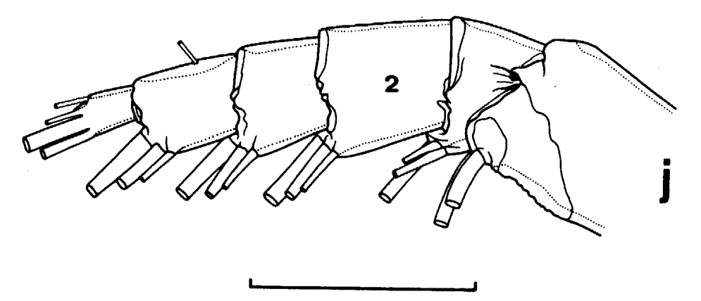Espce Euchirella formosa - Planche 8 de figures morphologiques
