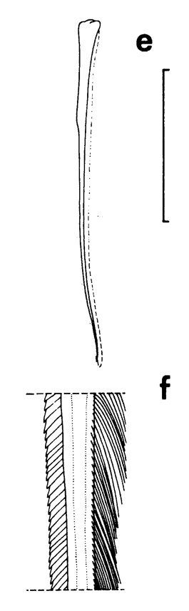 Espce Chirundinella magna - Planche 14 de figures morphologiques