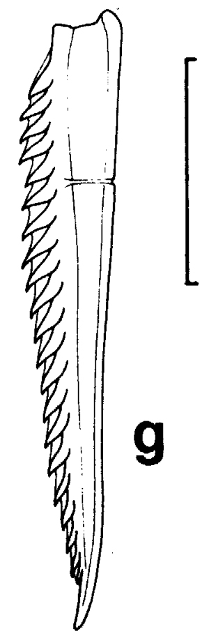Espèce Euchirella bitumida - Planche 10 de figures morphologiques