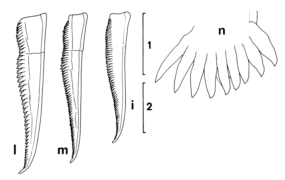 Espce Pseudochirella obesa - Planche 11 de figures morphologiques