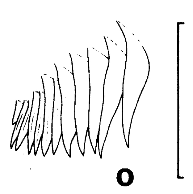 Espce Gaetanus miles - Planche 12 de figures morphologiques