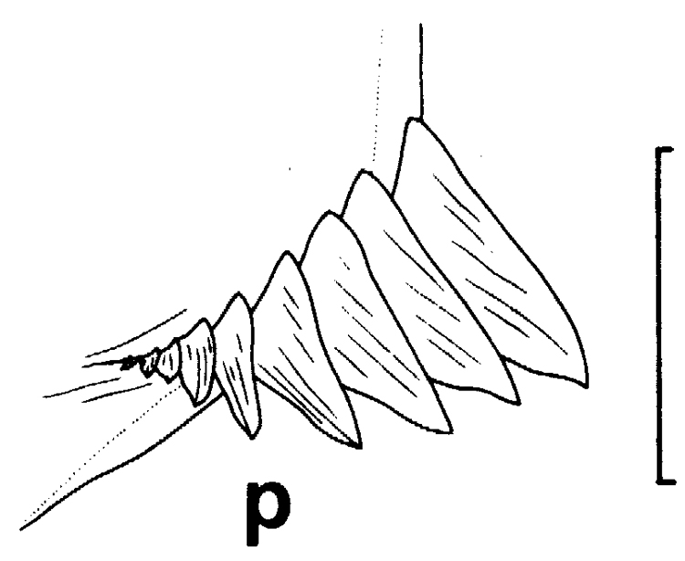 Espce Euchirella rostrata - Planche 23 de figures morphologiques