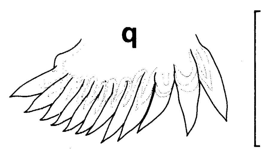 Espce Euchirella curticauda - Planche 17 de figures morphologiques