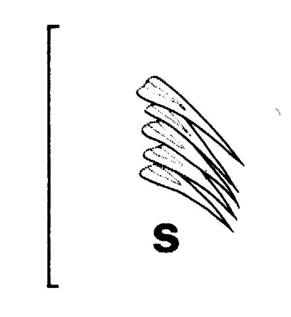 Espce Euchirella amoena - Planche 14 de figures morphologiques