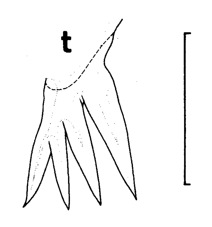 Espce Euchirella bella - Planche 14 de figures morphologiques