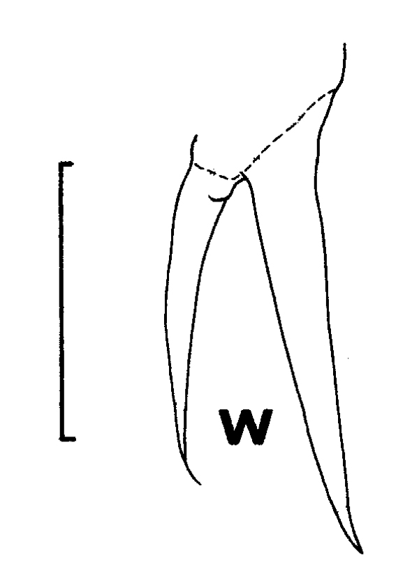 Espce Euchirella messinensis - Planche 21 de figures morphologiques