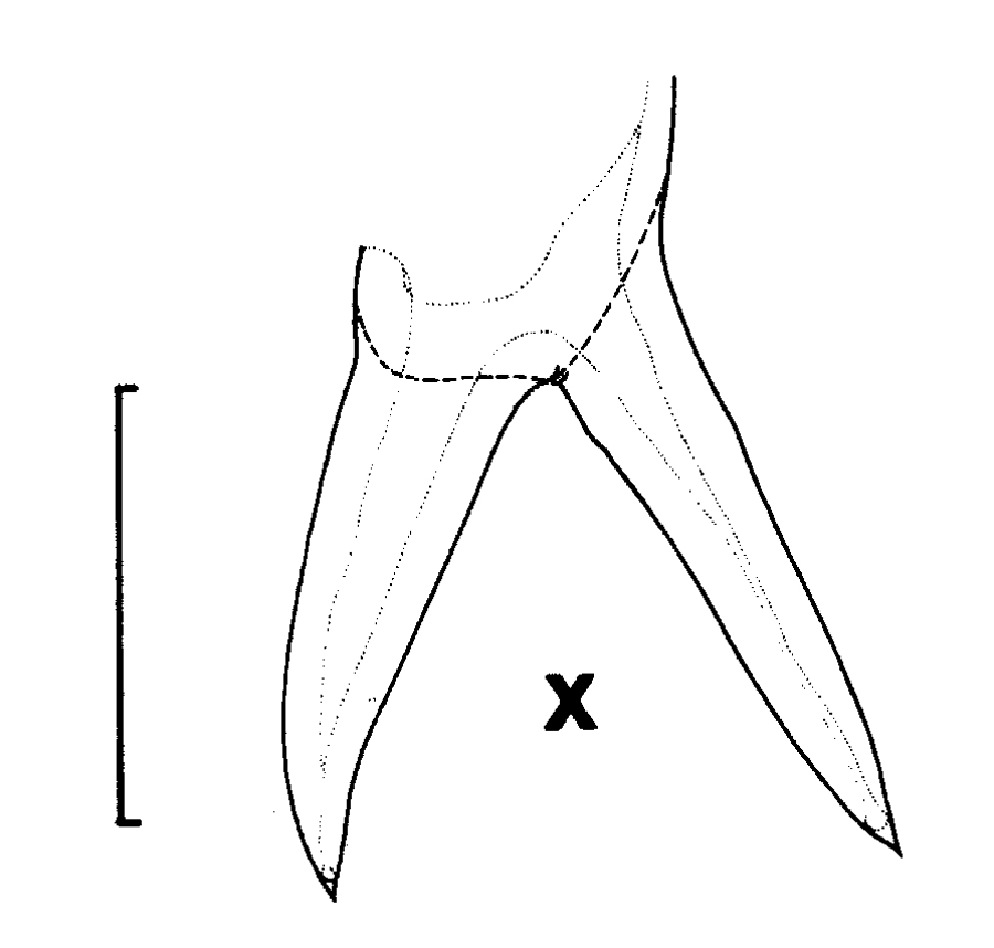 Espce Euchirella formosa - Planche 9 de figures morphologiques