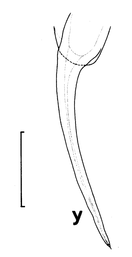 Species Euchirella truncata - Plate 20 of morphological figures