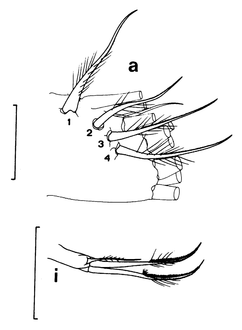 Species Euchirella rostrata - Plate 24 of morphological figures