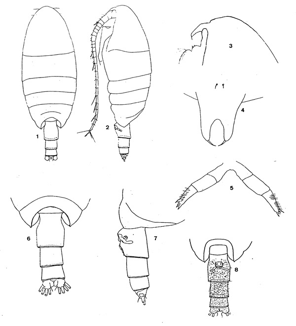 Espce Cornucalanus robustus - Planche 1 de figures morphologiques