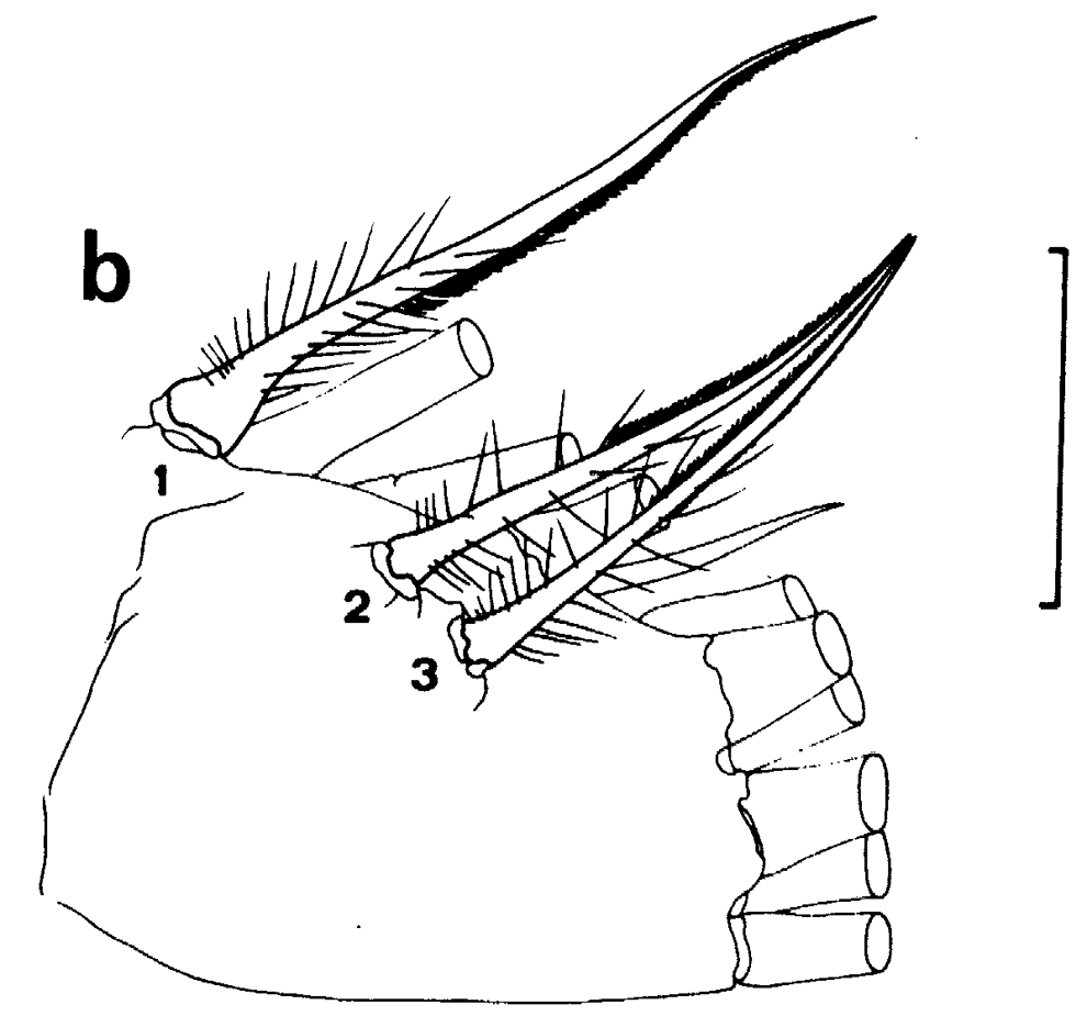 Espce Euchirella speciosa - Planche 5 de figures morphologiques