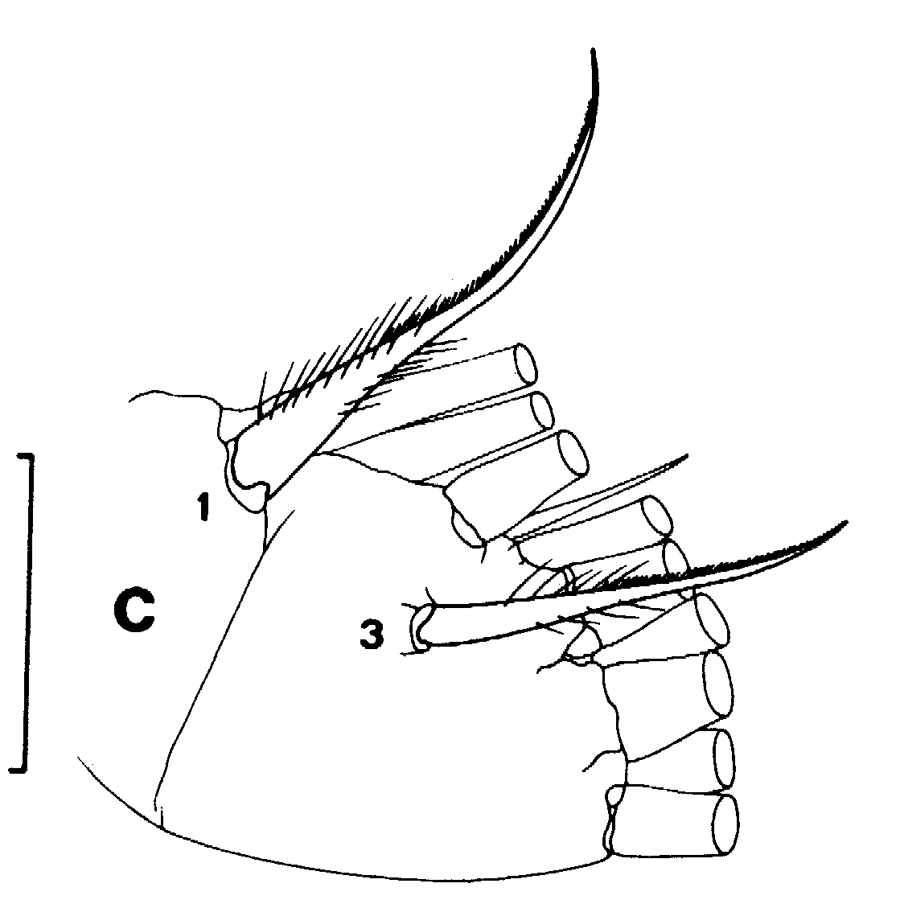 Species Euchirella amoena - Plate 15 of morphological figures