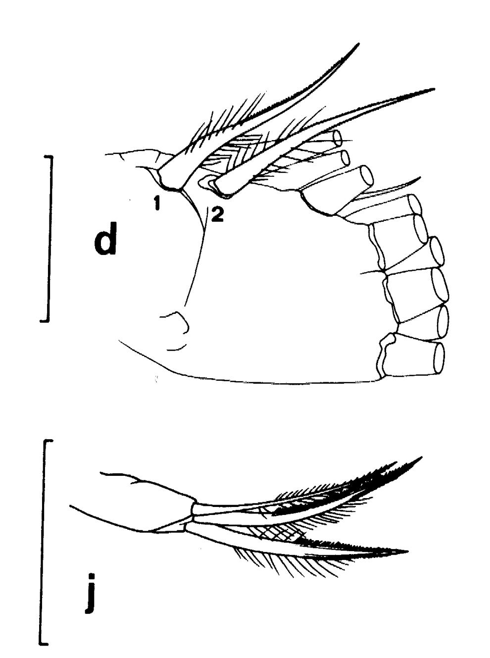 Species Euchirella bella - Plate 15 of morphological figures