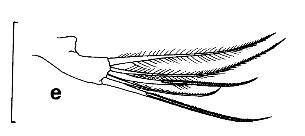 Species Undeuchaeta incisa - Plate 22 of morphological figures