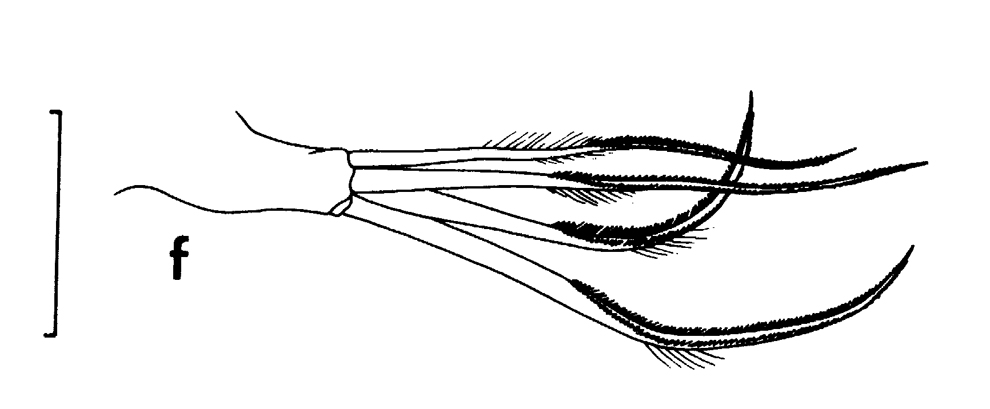 Espce Chirundinella magna - Planche 15 de figures morphologiques