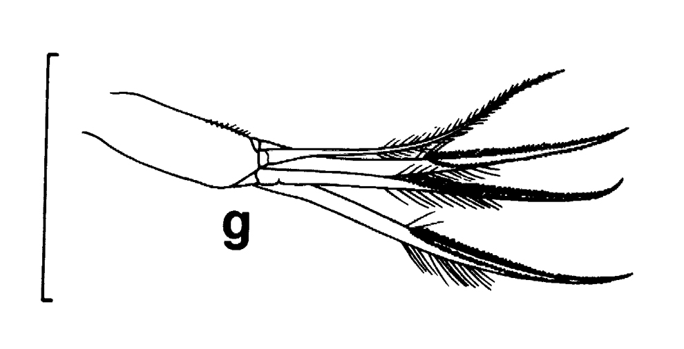 Espce Euchirella pseudotruncata - Planche 7 de figures morphologiques
