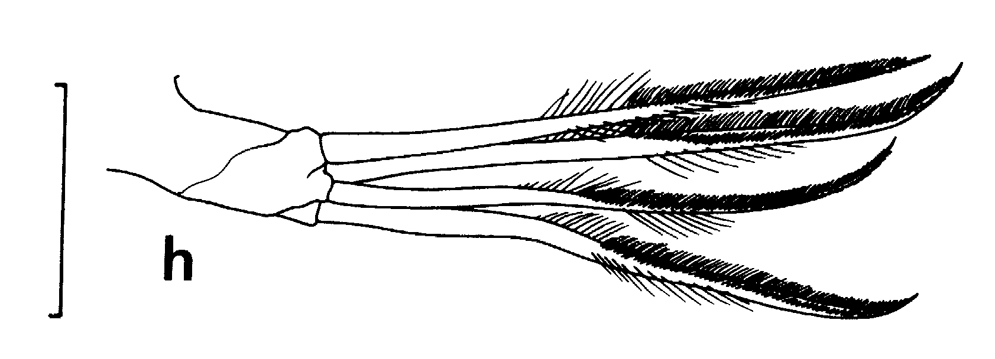 Espce Euchirella maxima - Planche 25 de figures morphologiques