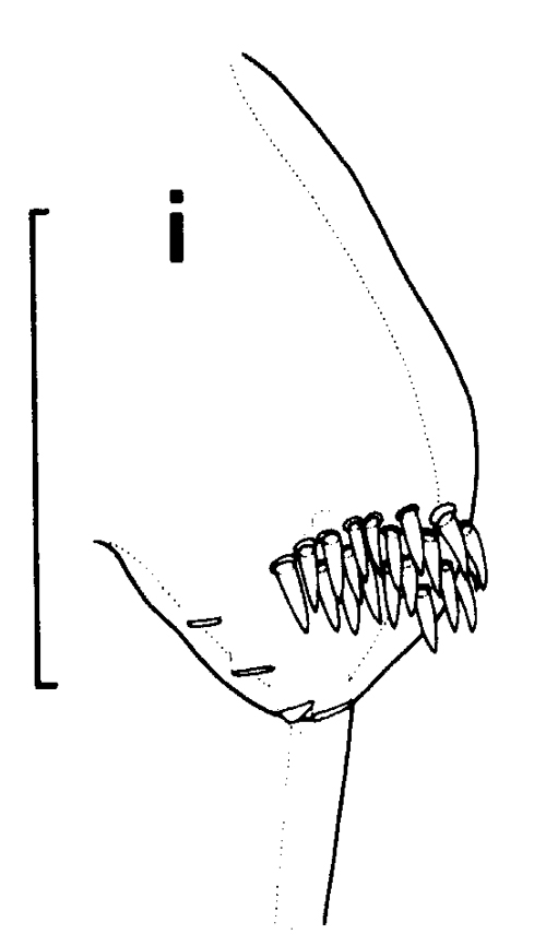Espce Euchirella pseudotruncata - Planche 8 de figures morphologiques