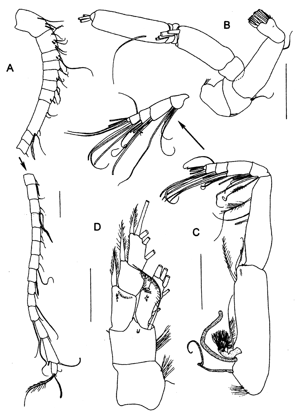 Espèce Diaiscolecithrix andeep - Planche 2 de figures morphologiques