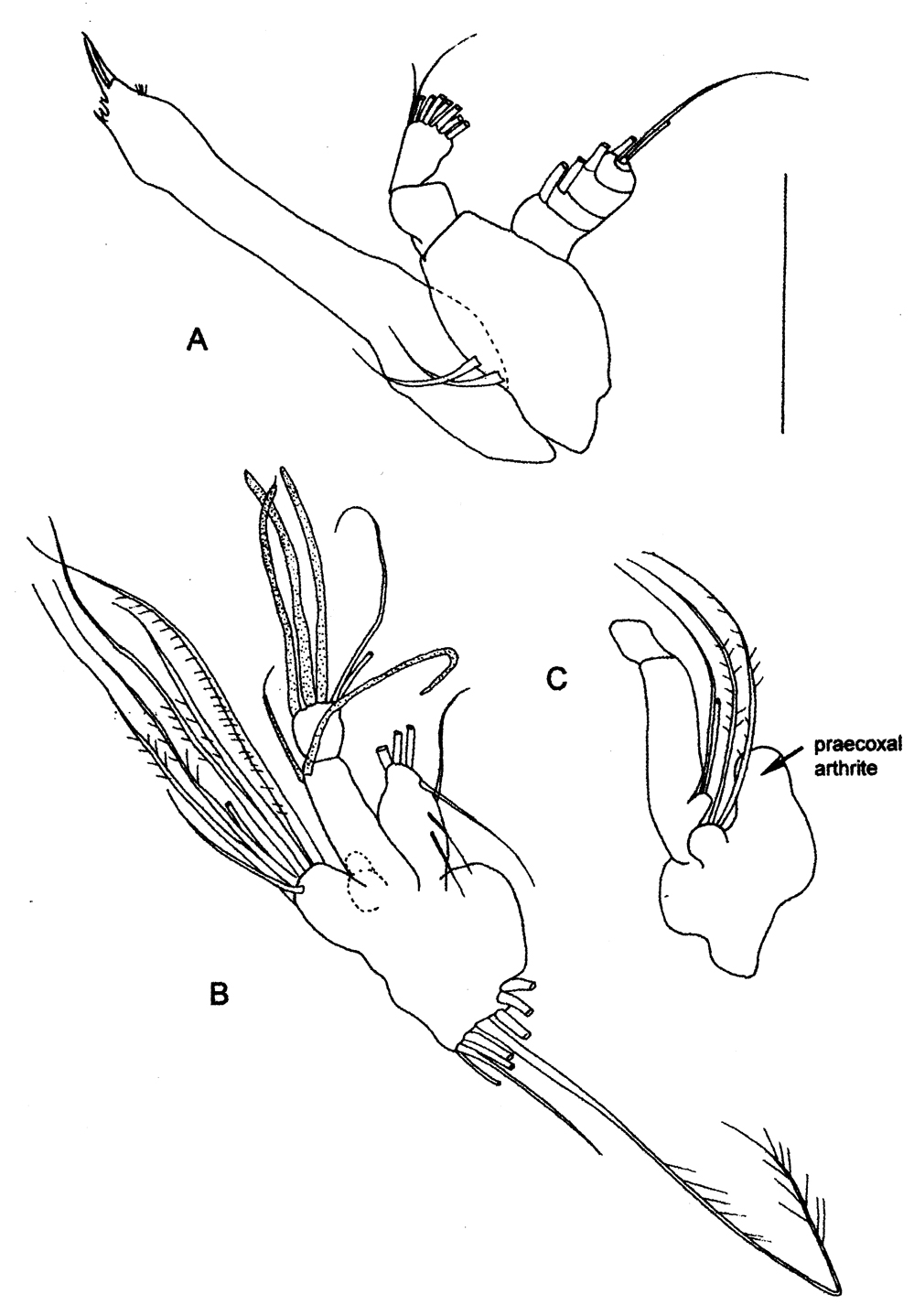 Espèce Diaiscolecithrix andeep - Planche 3 de figures morphologiques