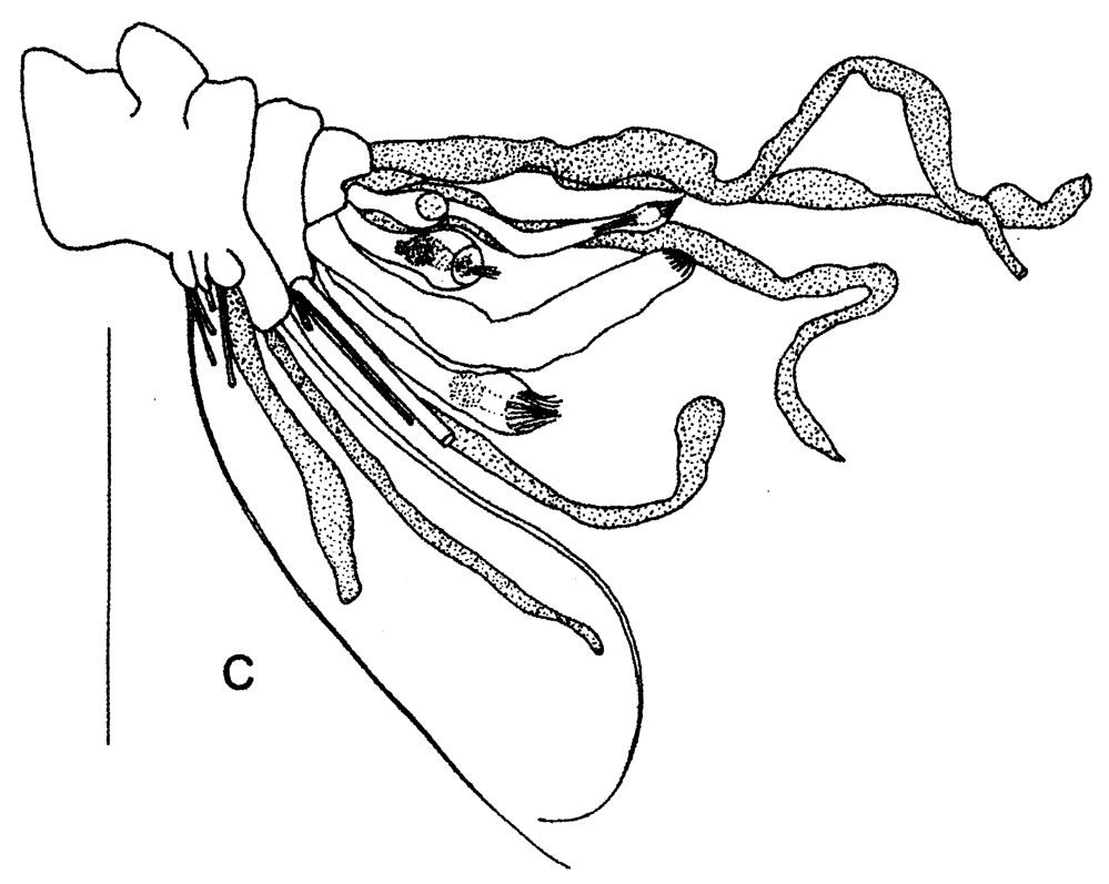 Espèce Diaiscolecithrix andeep - Planche 6 de figures morphologiques