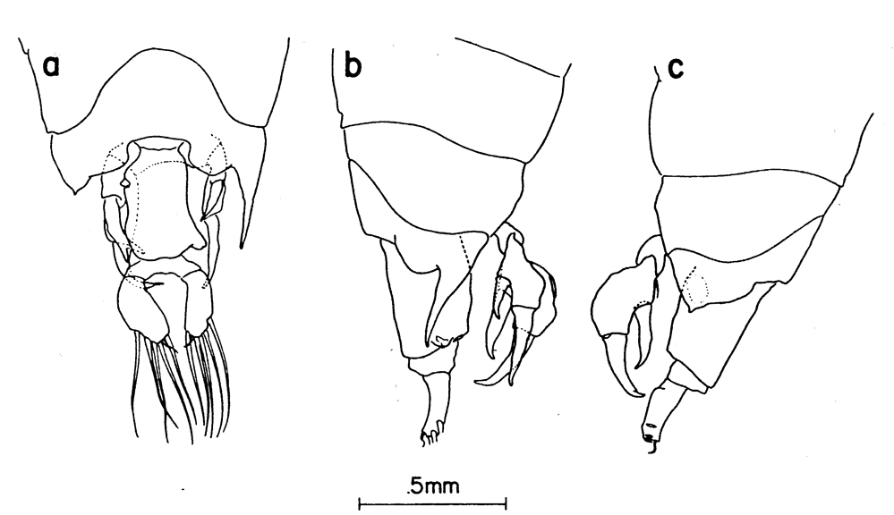 Espce Labidocera barbudae - Planche 1 de figures morphologiques
