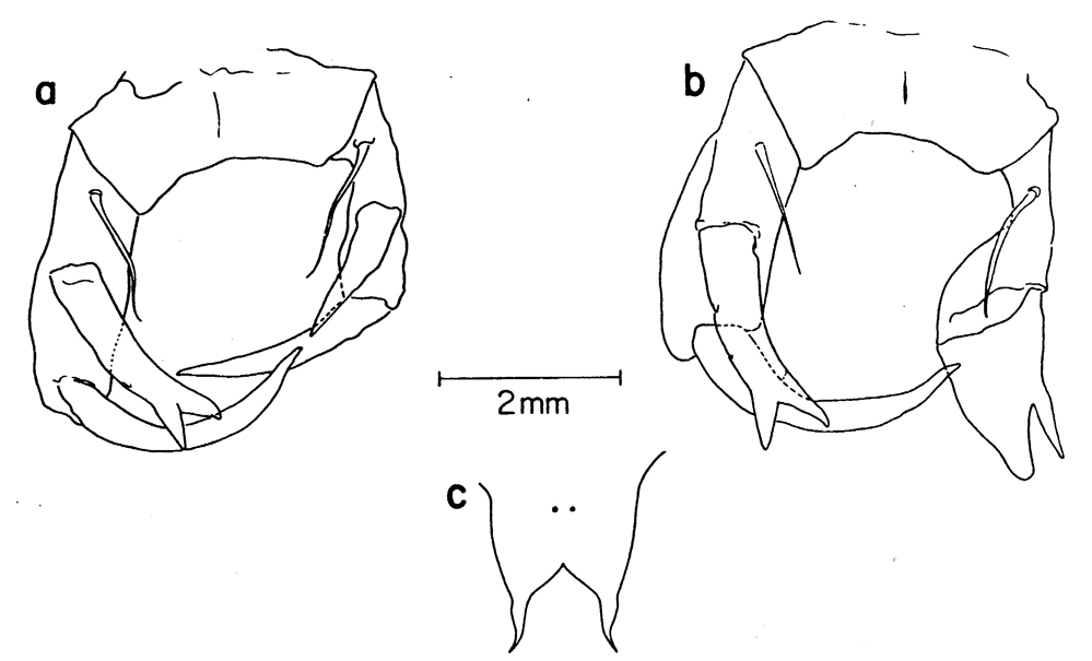 Species Labidocera barbudae - Plate 2 of morphological figures