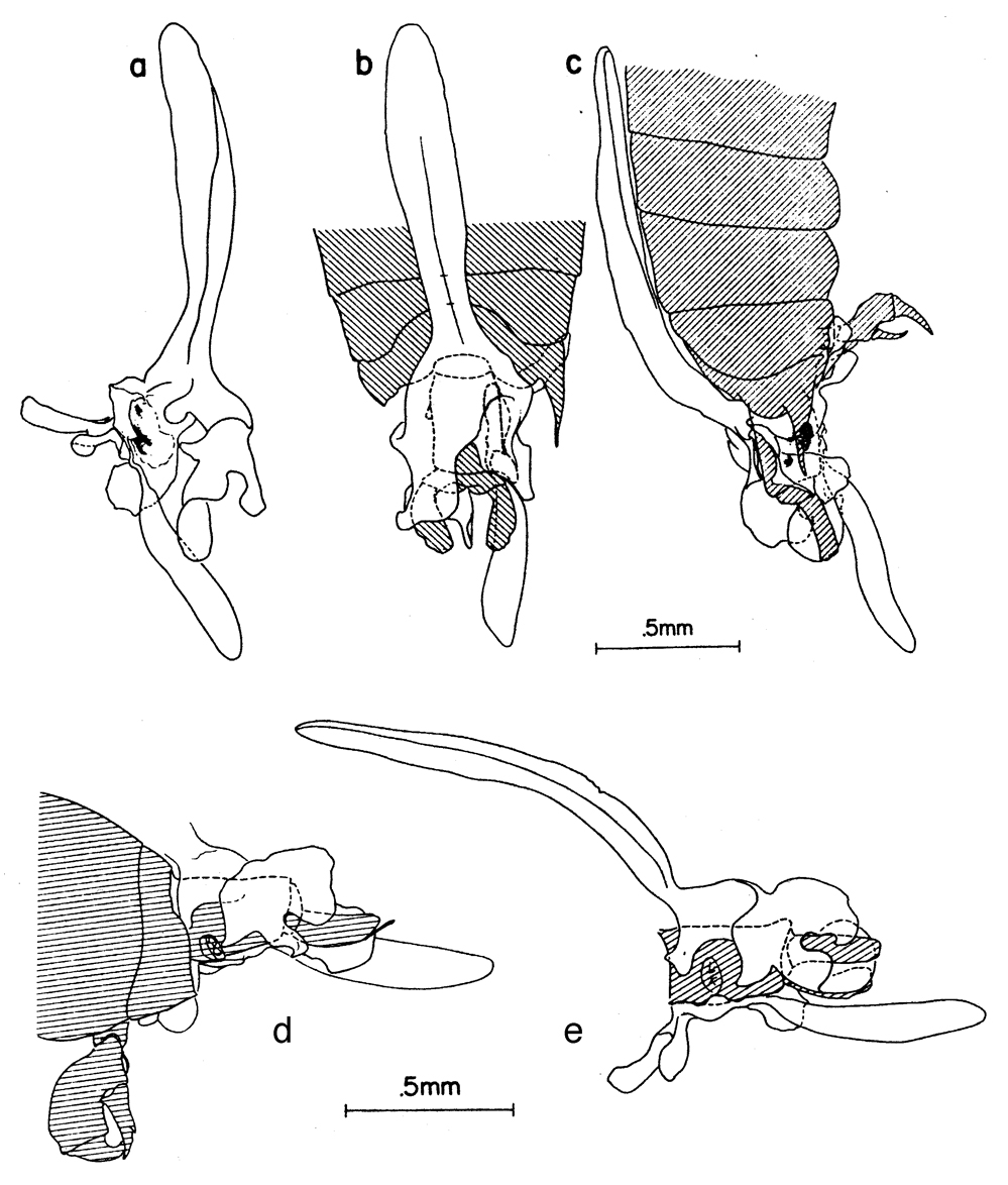 Species Labidocera barbudae - Plate 4 of morphological figures