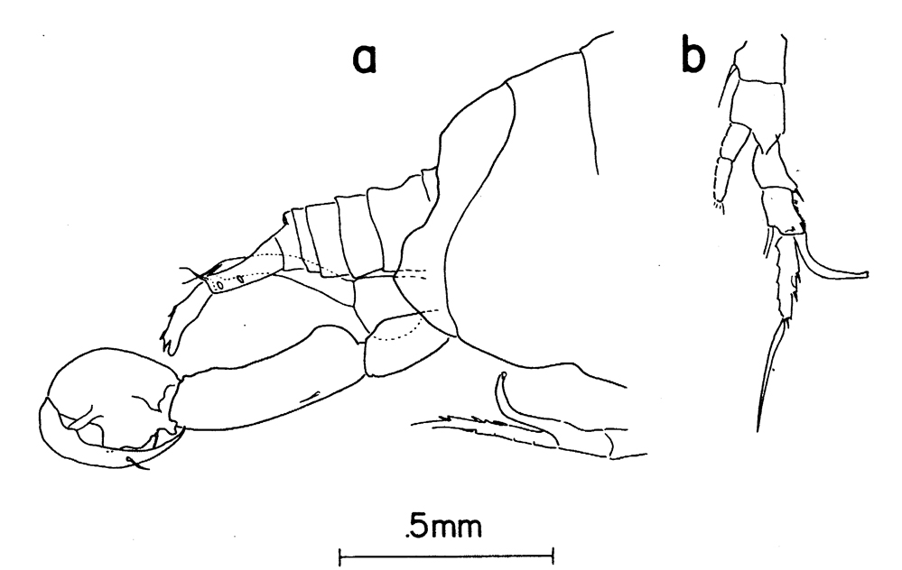 Espèce Labidocera barbudae - Planche 5 de figures morphologiques