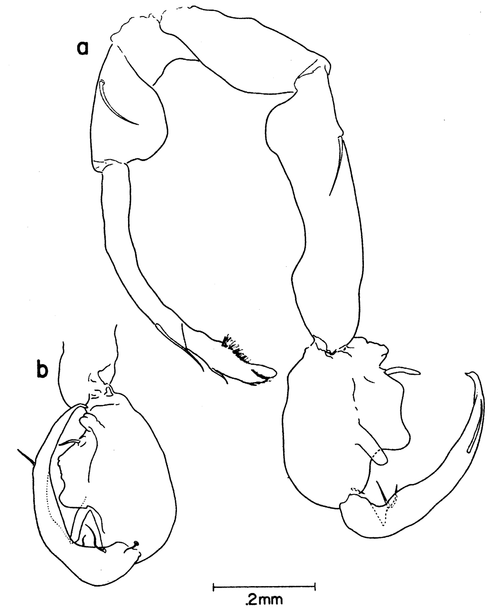 Espèce Labidocera barbudae - Planche 6 de figures morphologiques
