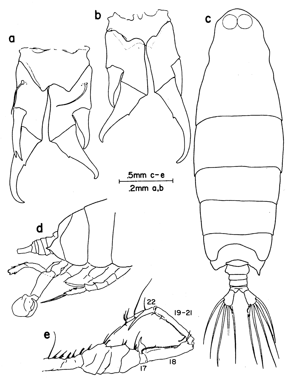 Espce Labidocera antiguae - Planche 2 de figures morphologiques