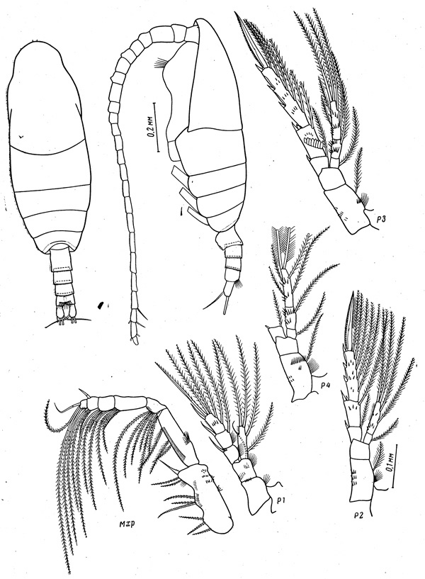Espèce Spinocalanus abyssalis - Planche 1 de figures morphologiques