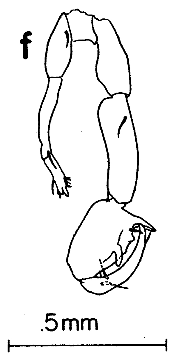 Espce Labidocera wilsoni - Planche 1 de figures morphologiques