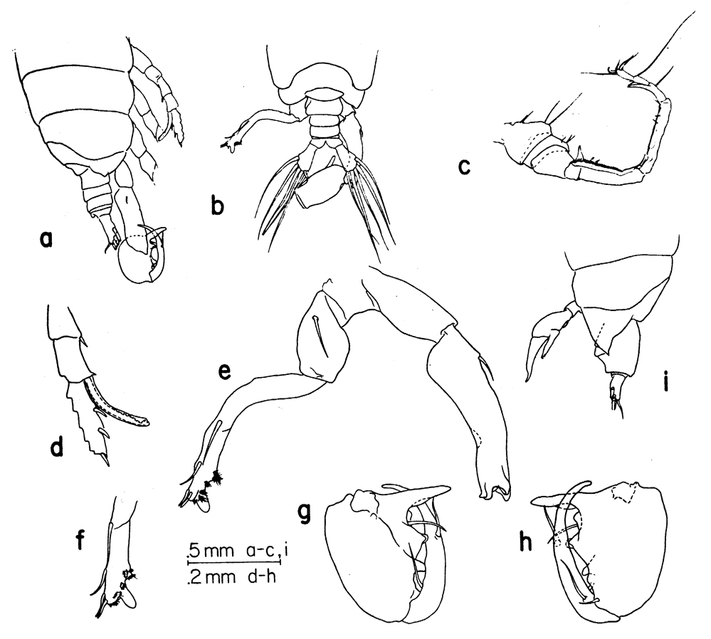 Espèce Labidocera panamae - Planche 1 de figures morphologiques