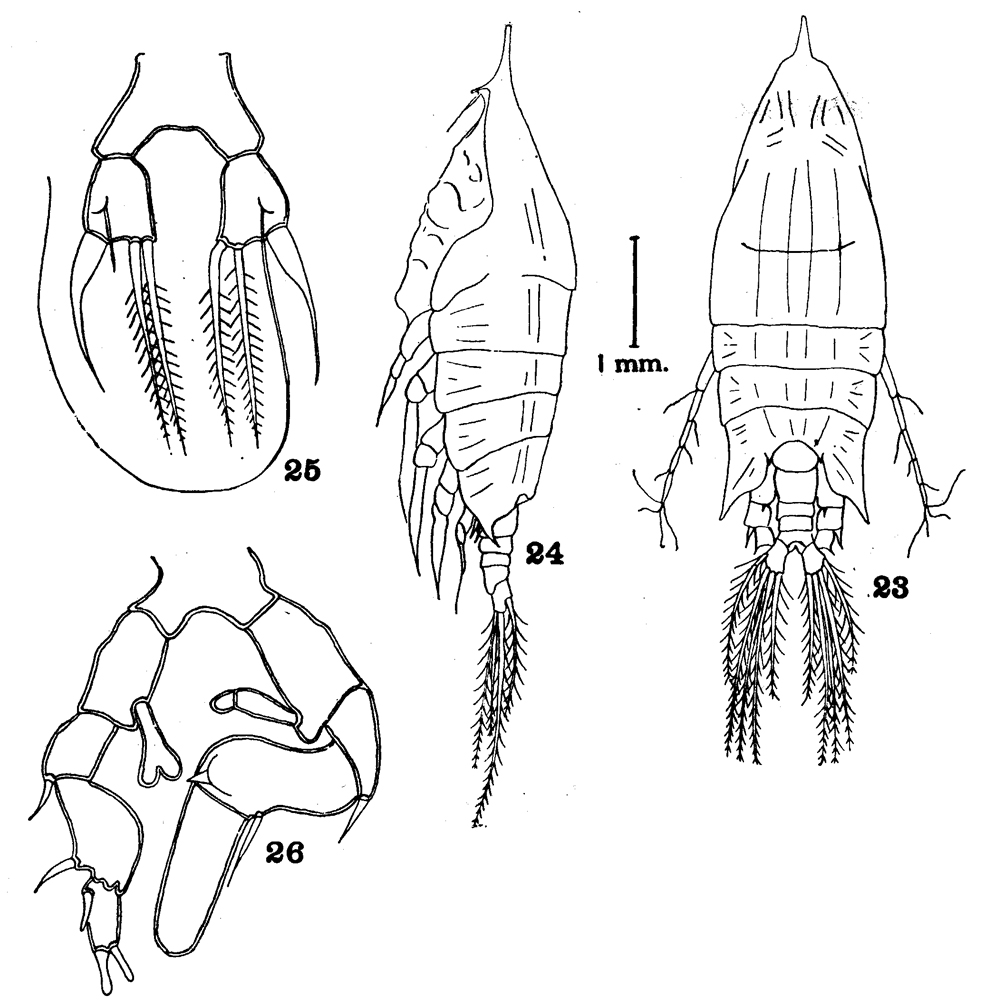 Species Arietellus aculeatus - Plate 8 of morphological figures