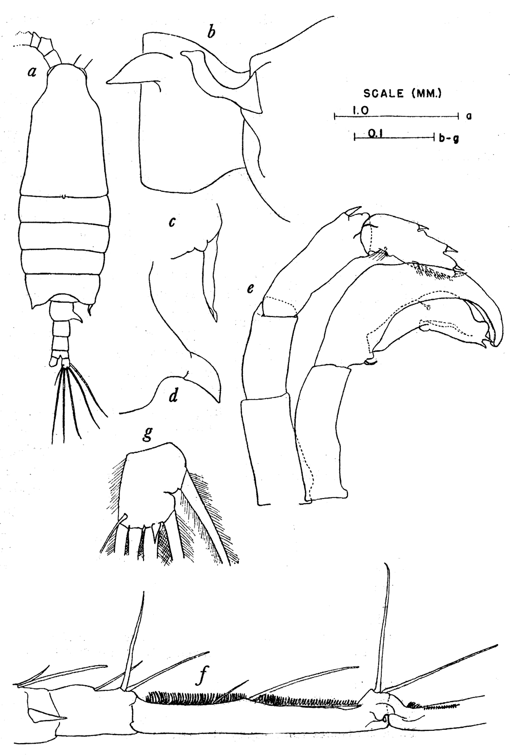 Espce Candacia paenelongimana - Planche 2 de figures morphologiques